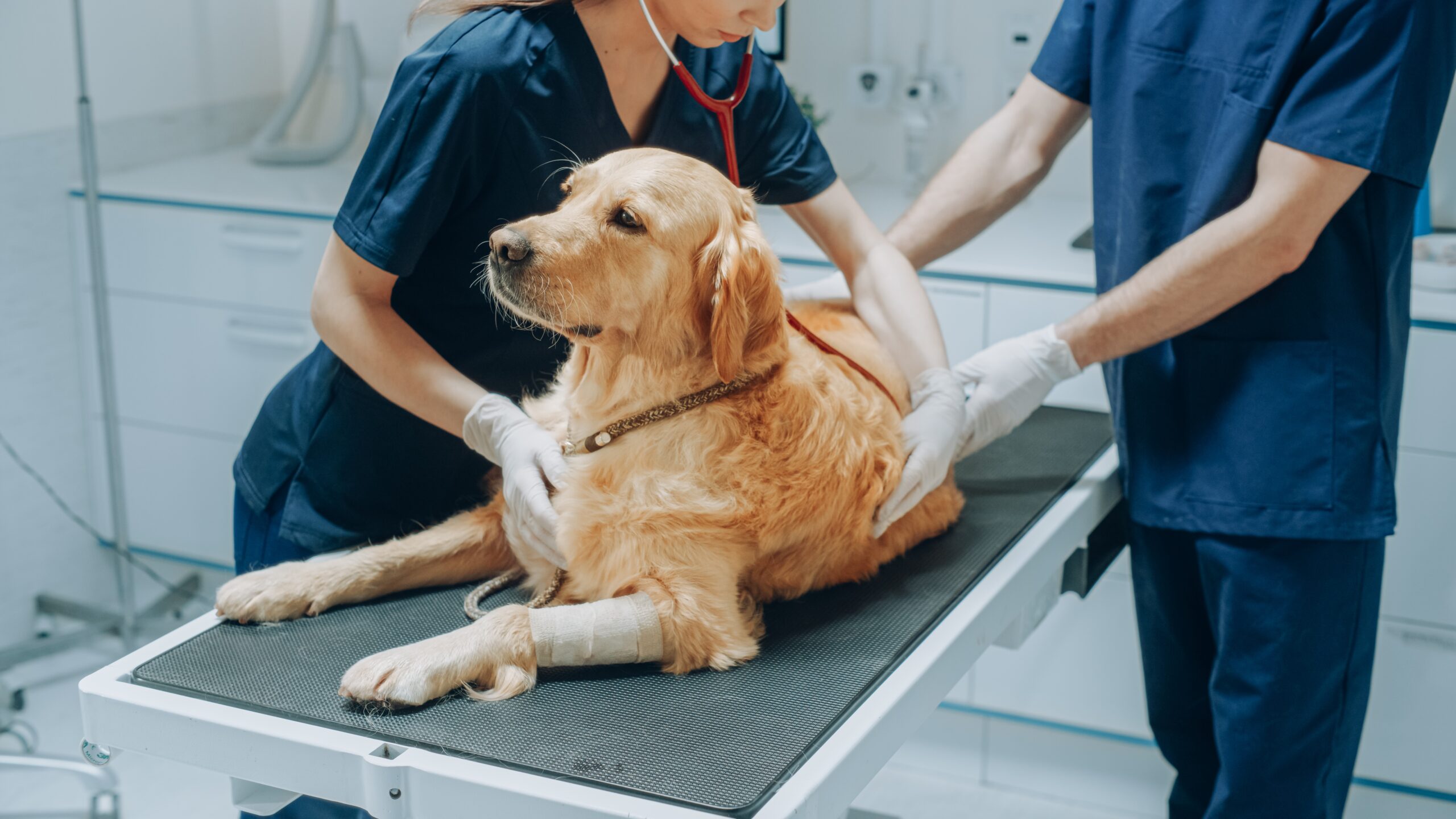 golden retriever dog laying on an exam table being examined by 2 vets with gloved hands and a stethoscope