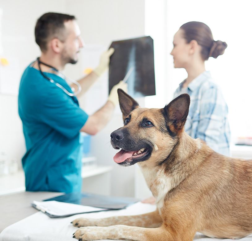 diagnostic dog