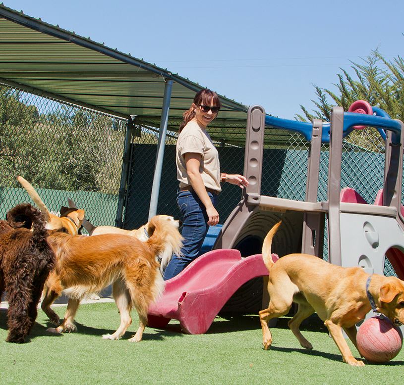 pet boarding