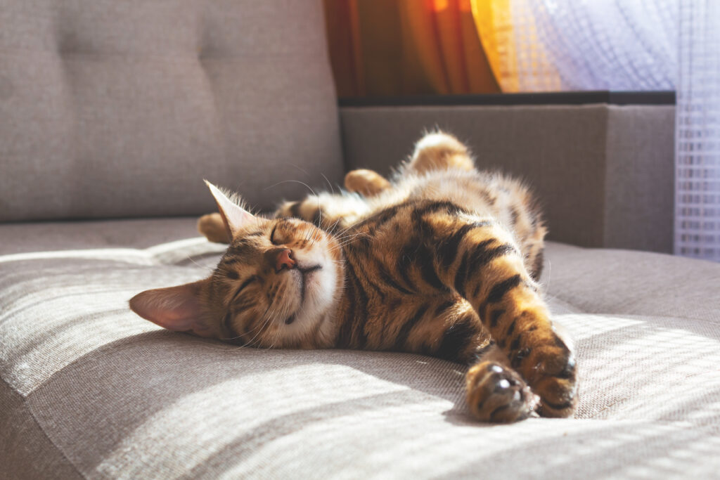 cat stretching in the sun